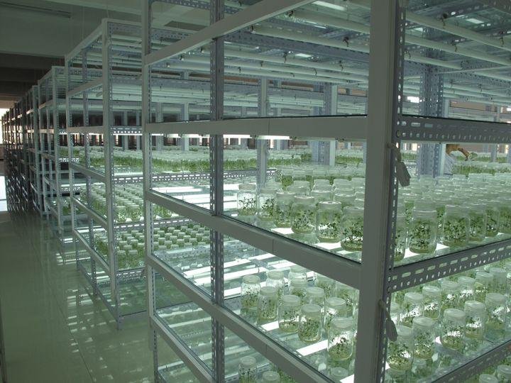 Modern Tissue Culture Lab Furniture Setup